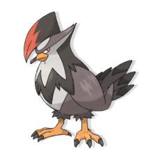 staraptor
